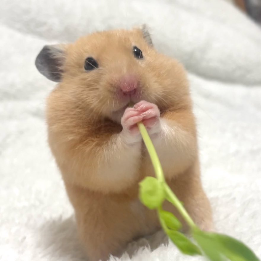 Chia_Taki's tweet photo. ナゲットくんと豆苗ゲーム(ポッキーゲーム風)する人ー🙋‍♀️🙋‍♀️🙋‍♀️ https://t.co/GUfVFrIqnb