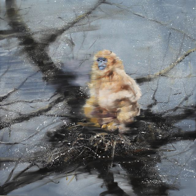 GOLDEN MONKEY ON THE SNOW TREE, Li Tianbing, 2019