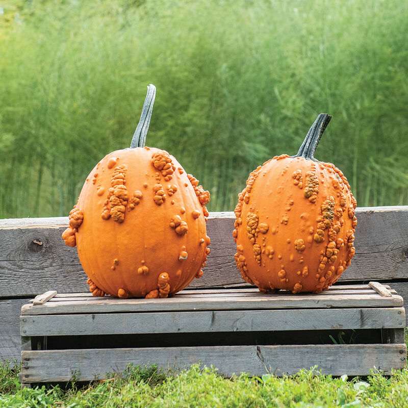 Something fun: going to grow ugly pumpkins this year. Photo from Johnny's. #uglypumpkins #spring
#gardeningforsanity