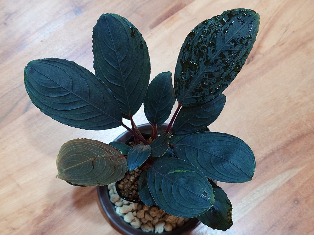 kishii from Kapuas 【AZ0420-6】 ＃Bucephalandra ＃特級暗黒布