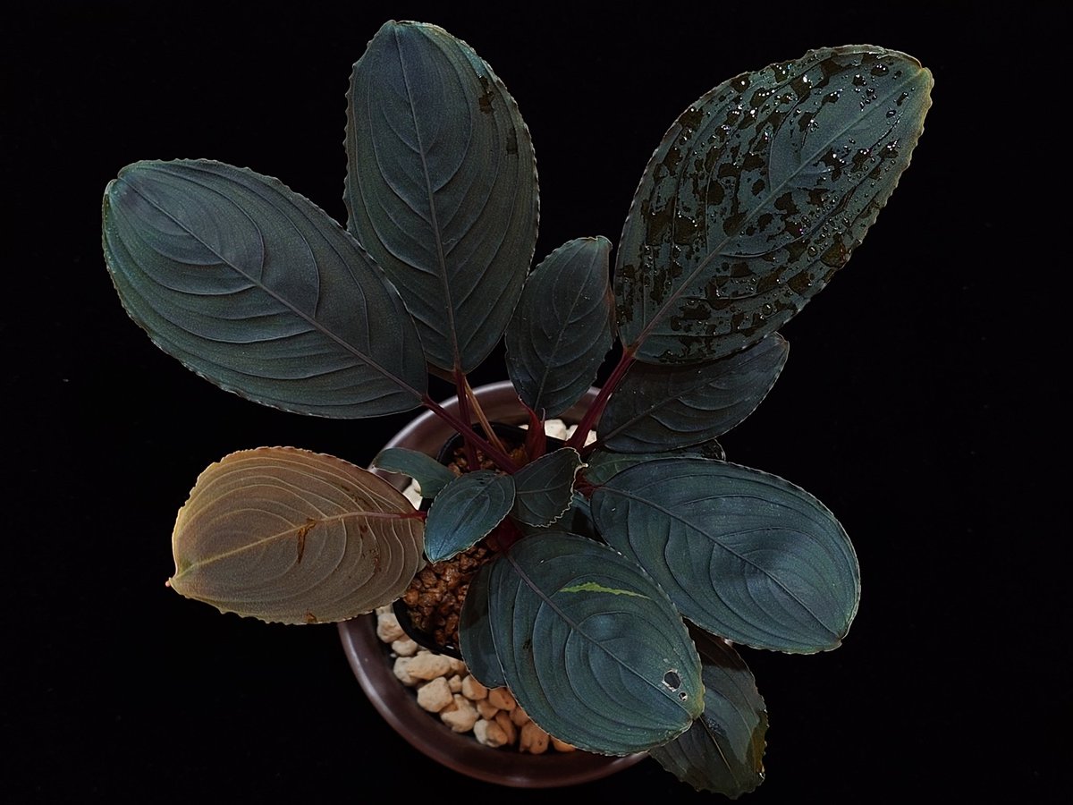 kishii from Kapuas 【AZ0420-6】 ＃Bucephalandra ＃特級暗黒布