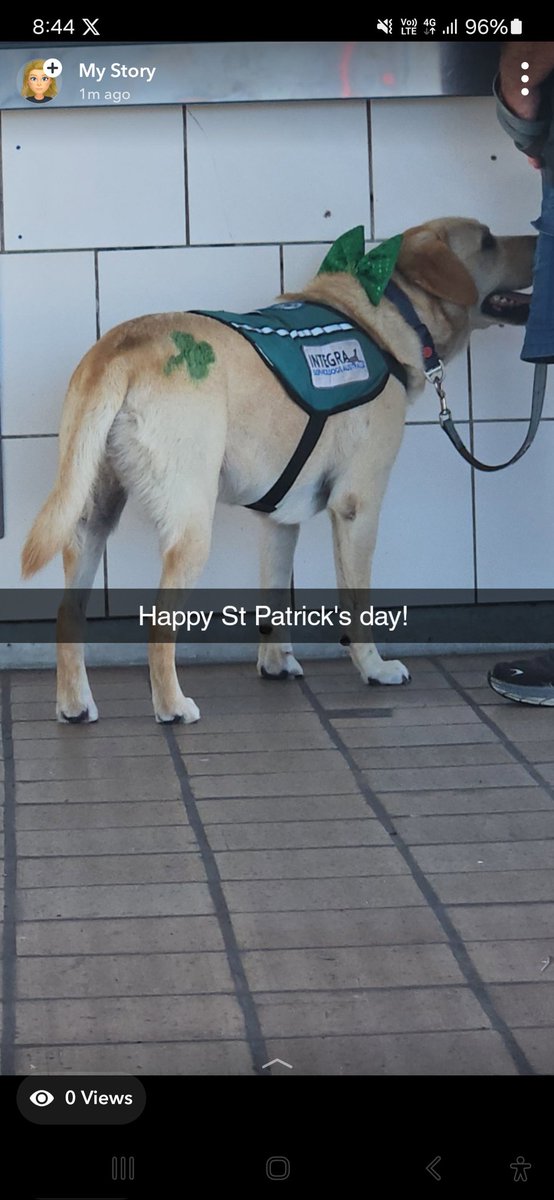 Look at this good doggo at the train station ☘️🍀