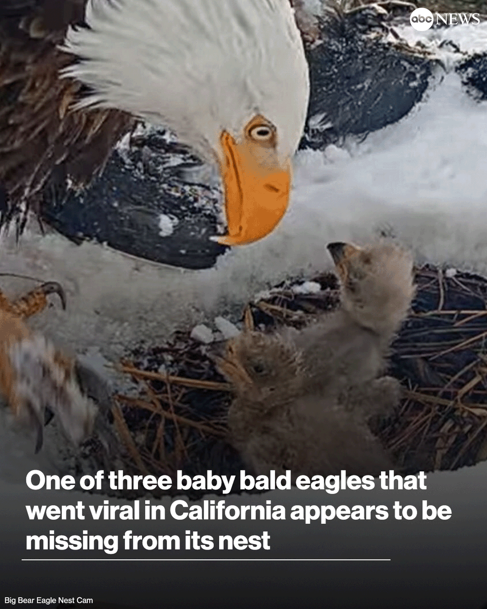 One of the three baby bald eagles that went viral in California earlier this month appears to be missing from its nest, eagle-eyed viewers noticed Friday. abcnews.link/kWhuzQ1
