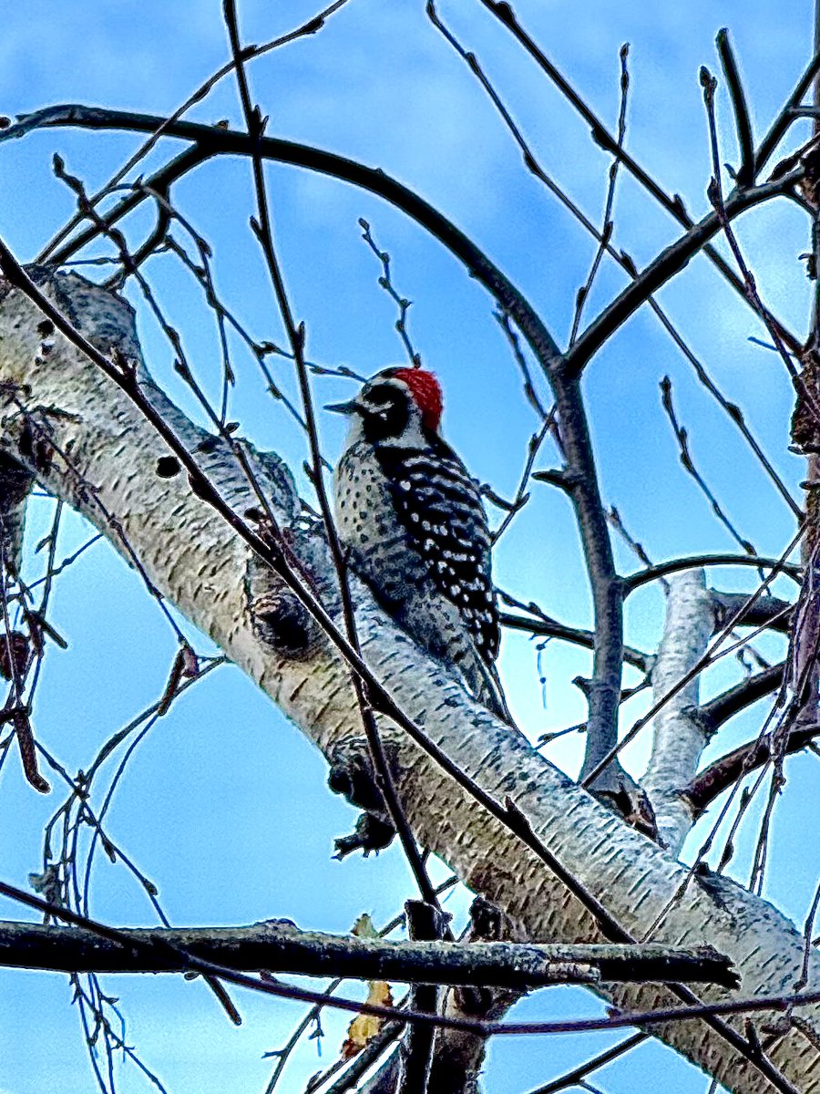 Steven Gutterman tweet media