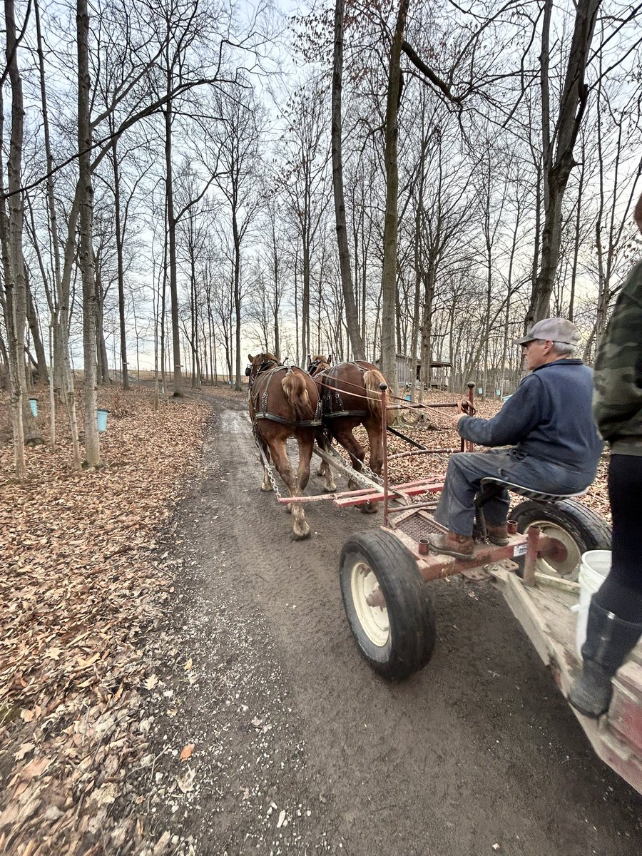 Ksowden_'s tweet photo. Buddy and Jay doing their part drawing out the sap for Syrup season https://t.co/gLwc8UiuUr