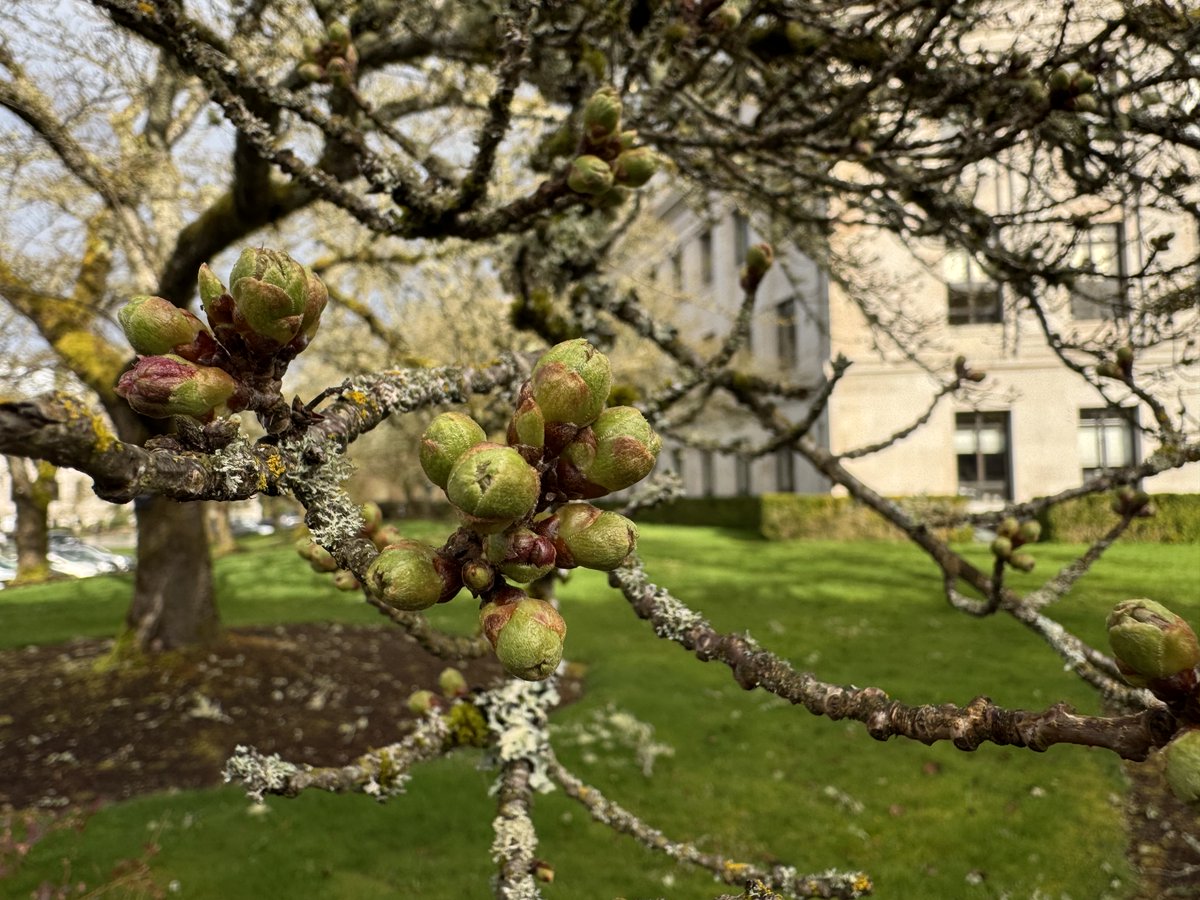 It’s almost that time of year again! The cherry blossoms on campus are almost in bloom. It’s the perfect time to prepare your cameras to capture them when you get here.🌸 Link in bio to learn more.
#CherryBlossoms #CapitolCampus #WAleg #SpringHasSprung #OlympiaWA