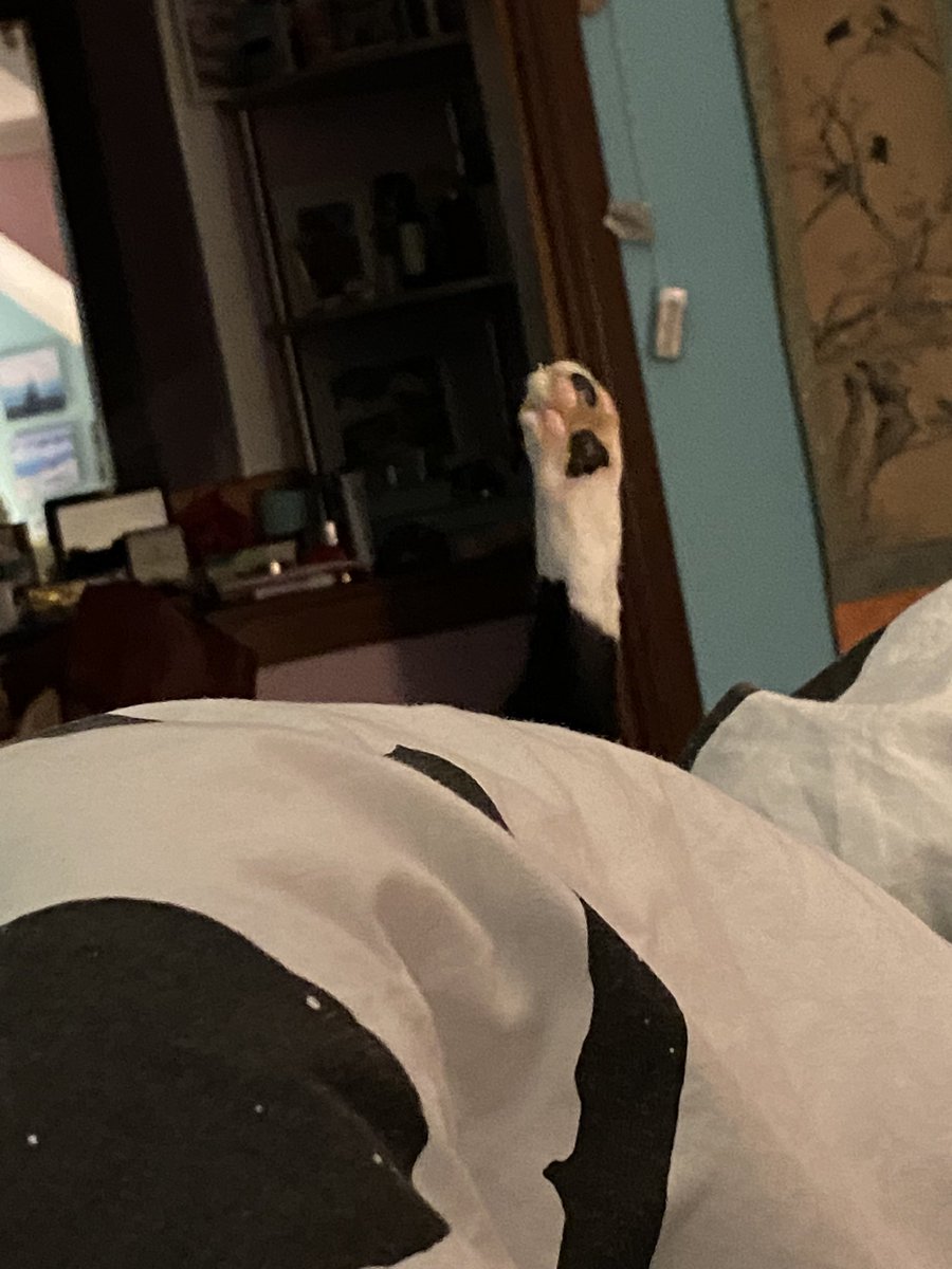 PEePEe08545376's tweet photo. Da freak cat https://t.co/QzALf56nAS