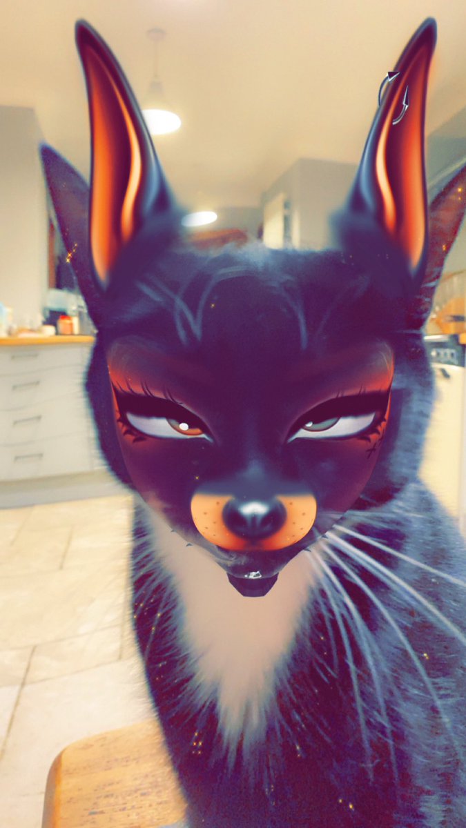 PEePEe08545376's tweet photo. Da freak cat https://t.co/QzALf56nAS