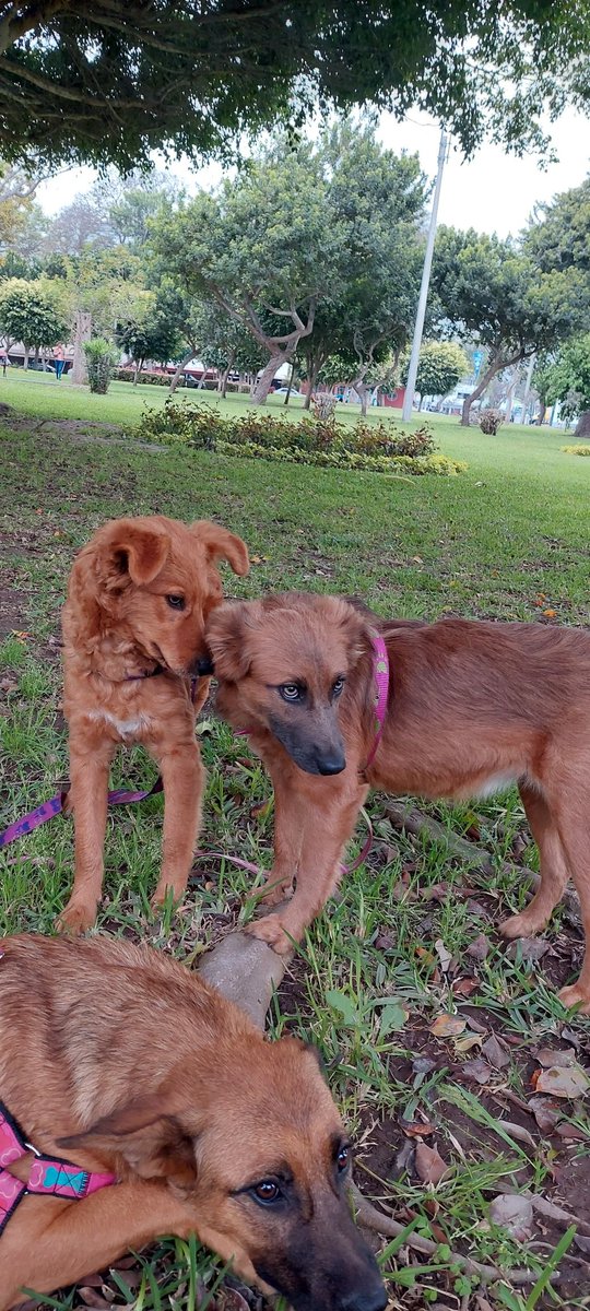 xonewish's tweet photo. VISTO EN FB
Estos tres perritos buscan hogar urgente!. La persona que les daba temporal regresó a su tierra y no se ha encontrado adoptante o temporal. Están en un terreno y amenazan con botarlos o dormirlos cualquier día. Encontrados el 2022
Contacto: 934 275 497
📍Lima, Perú https://t.co/8dHXxJCNjI
