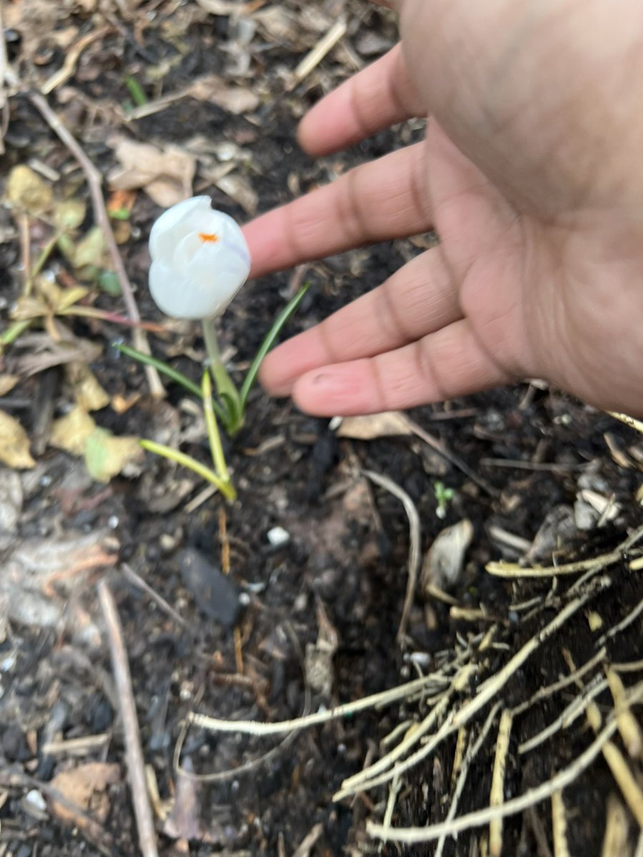 HemaInba's tweet photo. First flower in spring!! 🌷🪻
#hemawithgarden
#crocusvernus
#spring https://t.co/MP7WCJUO7I