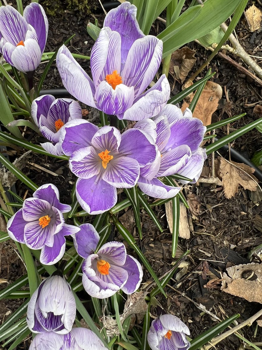 HemaInba's tweet photo. First flower in spring!! 🌷🪻
#hemawithgarden
#crocusvernus
#spring https://t.co/MP7WCJUO7I