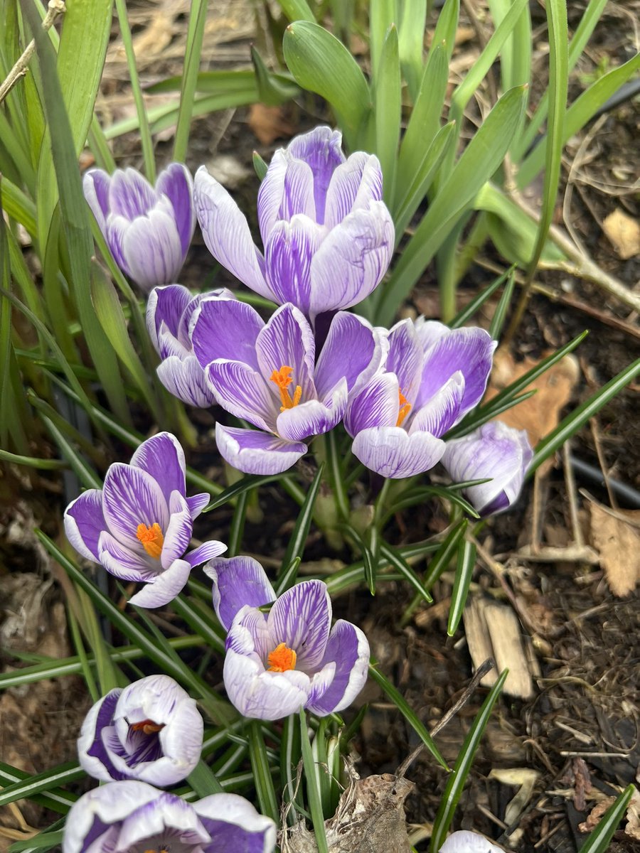 HemaInba's tweet photo. First flower in spring!! 🌷🪻
#hemawithgarden
#crocusvernus
#spring https://t.co/MP7WCJUO7I