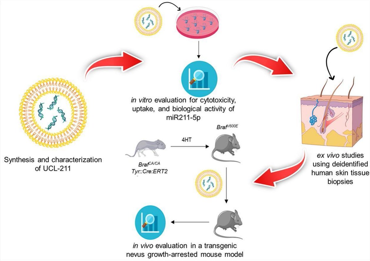 JCRnEDITORS's tweet photo. Transdermal delivery of ultradeformable cationic liposomes complexed with miR211–5p (UCL-211) stabilizes BRAFV600E+ melanocytic nevi.
| Paris Jafari @PHCEUutah |
[50 days' free access]
#TransdermalDelivery #liposome #deformable #microRNA
https://t.co/1m3kyMhpy4 https://t.co/PKXzcshZzG