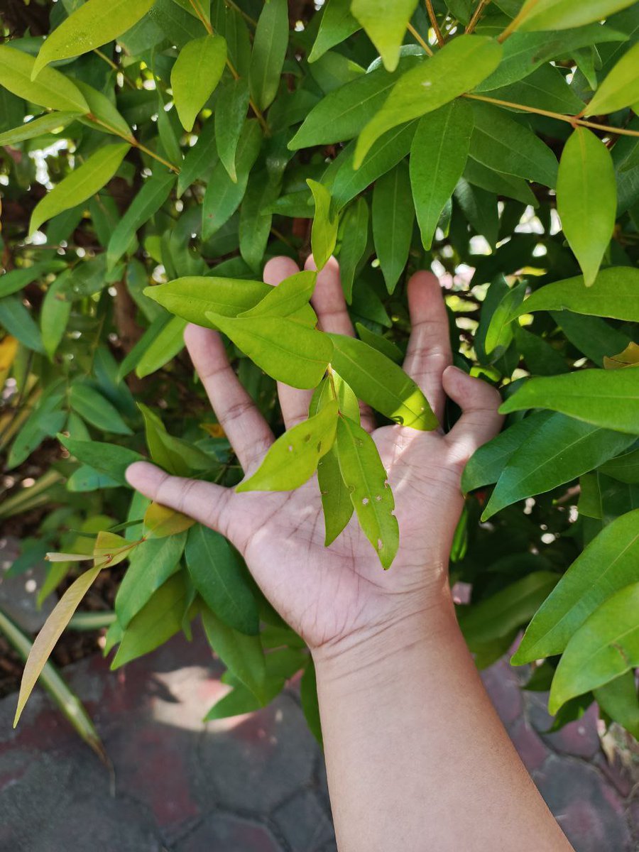 rataya3690's tweet photo. A rose apple, or Syzygium jambos probably. Soft and curvy! 
.
.
#6fingers #polydactyly #seisdedos #6daliri #sixfingers #12fingers #extrafingers #special #uniquehand #sellingcontent #selling #fakebody #girl #sellingfeet #selling #feetfetish #footfetish #feetfetishnation #viral https://t.co/Yj9VA8VgQb