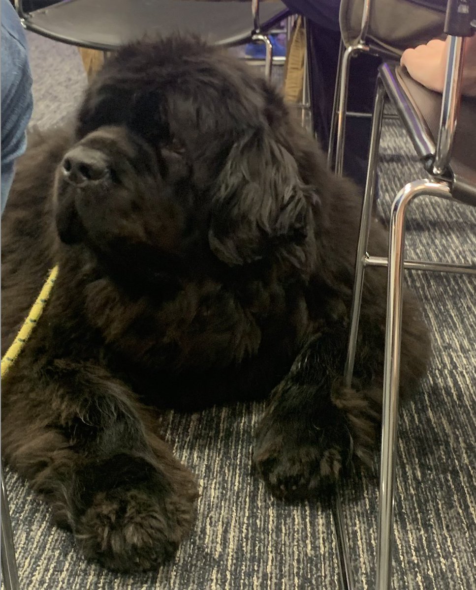 michigan_AI's tweet photo. 💬🐕A big thank you to the Ann Arbor public and the amazing experts - your insights and enthusiasm for #AI &amp; animal language made this event truly special!✨

Panelists: Thore Bergman, Artem Abzaliev, @alvarovhd
Moderator: @radamihalcea
Interactive activities: Yara El-Tawil https://t.co/vZTrZImho6
