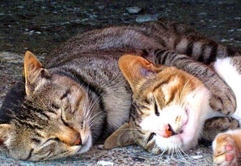 boturitter's tweet image. "Cuddle puddle of purrfection! 😻" #cats #catlove #sleepycats #cuddles