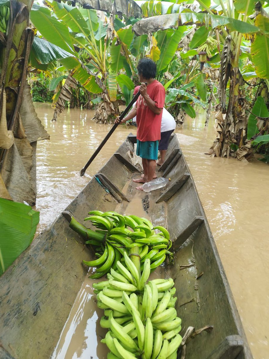 #Bolivia. Nuestras Com.Indígenas apenas intentaban recuperar pérdidas prod. x incendios 2023 n la Amazonia. Ahora,inundaciones castigan esos esfuerzos.Evidencia q’ crisis climáticas como sequias x políticas d deforestación y lluvias intensas afectan mas a poblaciones vulnerables.