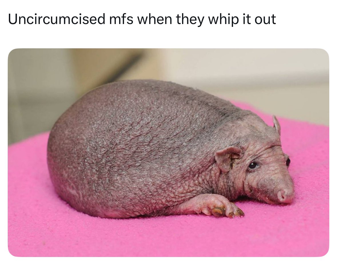 not cute & kinky memes tweet media