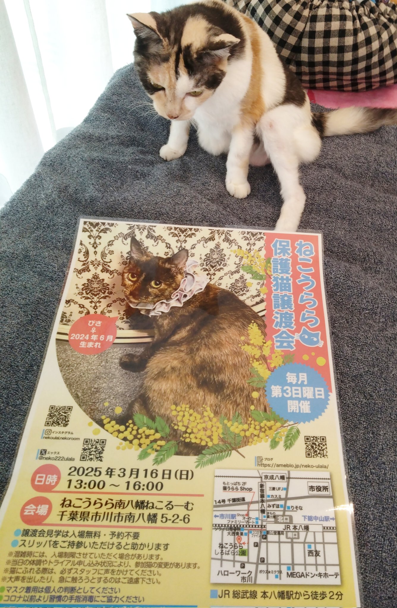 ねこまま🐈🐈🐈‍⬛ (@nekomama1016) / X