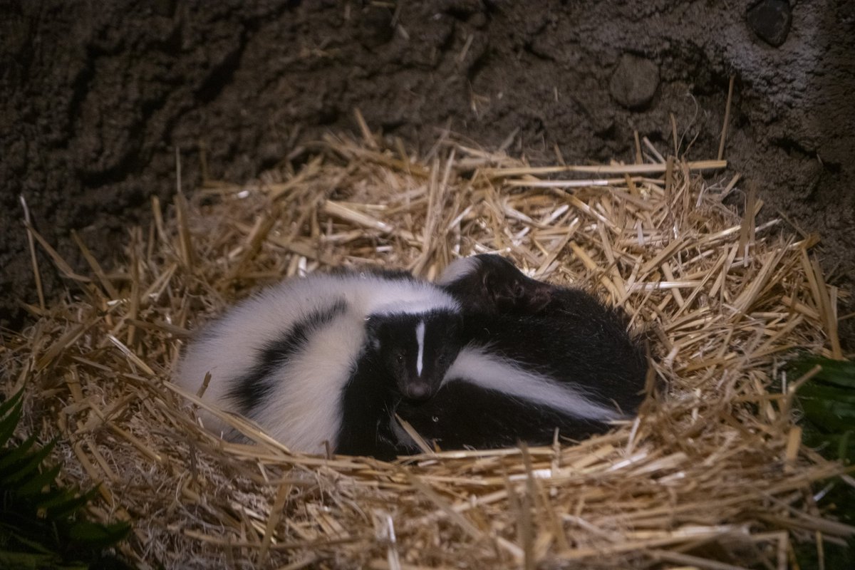 NorthwestTrek's tweet photo. The stinkin’ cutest double scoop, Dewey and Marigold! 🦨 https://t.co/jZytMmtMJr