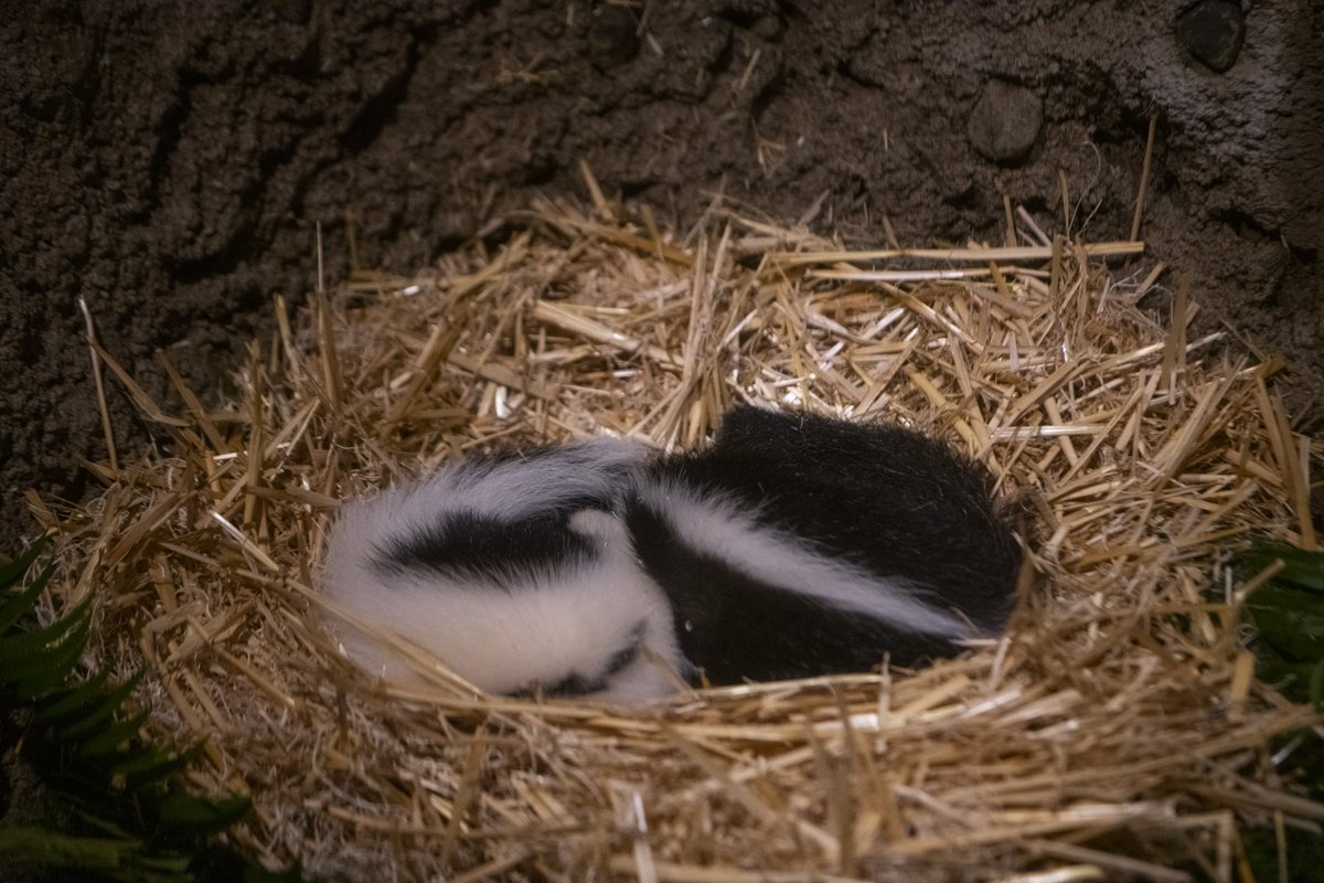 NorthwestTrek's tweet photo. The stinkin’ cutest double scoop, Dewey and Marigold! 🦨 https://t.co/jZytMmtMJr
