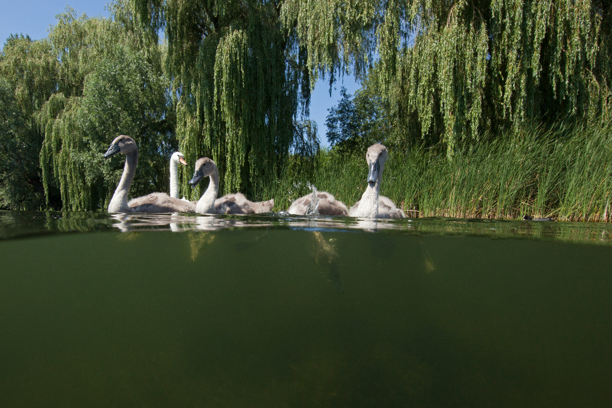 Vandaag start het broedseizoen. Daarom maaien we alleen nog waar het echt nodig is. Bijvoorbeeld een smalle strook berm langs de weg, verkeersveiligheid voorop. Sommige bermen maaien we gefaseerd. Help mee en maai zelf geen bermen. Zo zorgen we samen voor onze flora en fauna. 💚