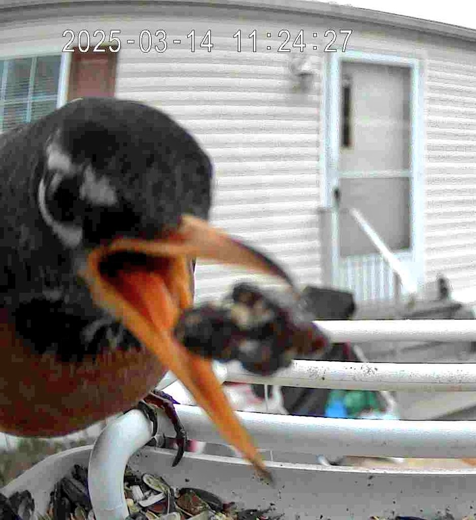 Chanting Crow ๐๐๐๐๐ (@chantingcrow) on Twitter photo ๐ชถbird of the day hourly special 
Our๐ฆ๐ท started working back right today. Although it's a little overcast I got some amazing pictures. We'll be sharing one every hour or so until I go to bed
First up here is Fei the robin getting a raisin treat, very, very, up close
#birds ๐ชถbird of the day hourly special 
Our๐ฆ๐ท started working back right today. Although it's a little overcast I got some amazing pictures. We'll be sharing one every hour or so until I go to bed
First up here is Fei the robin getting a raisin treat, very, very, up close
#birds