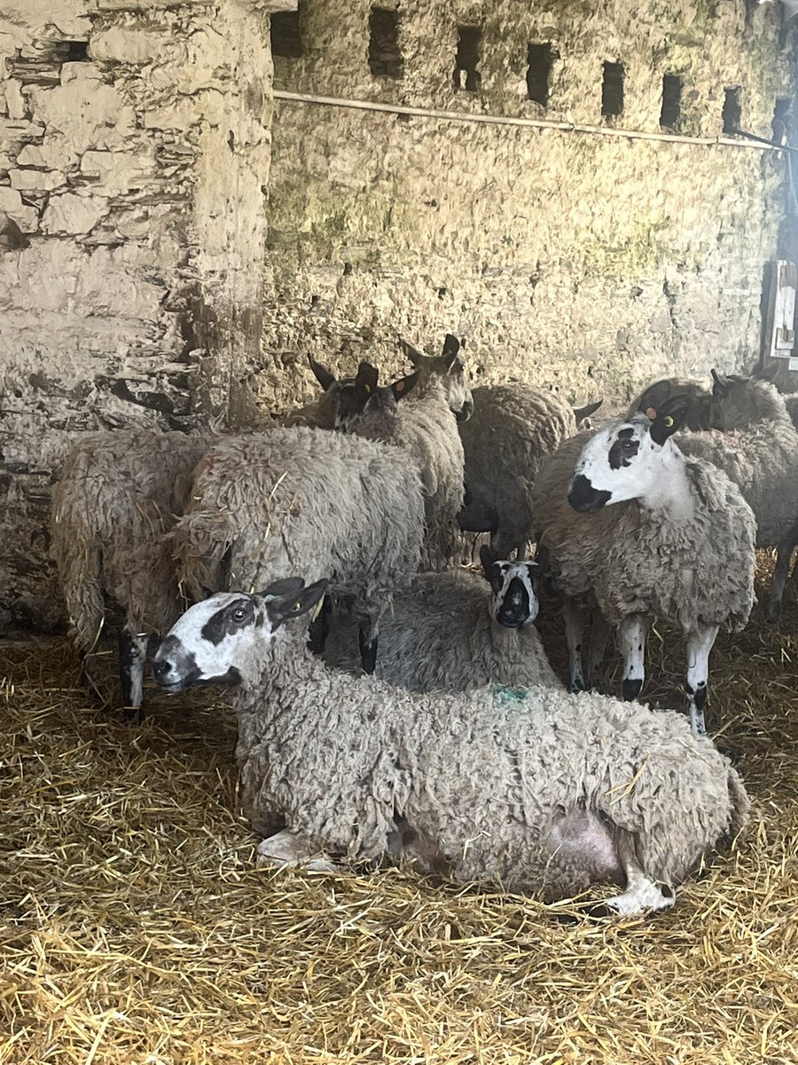 Tricia Hillas tweet media