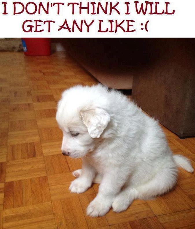 Tweets of Dogs tweet media