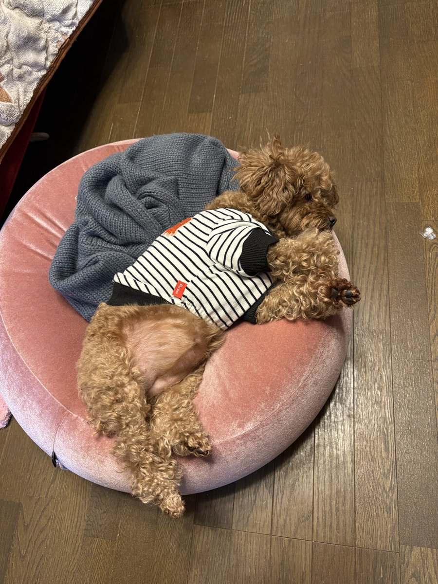ChocoBelle_Leon's tweet photo. 大丈夫なのか？この腹😅

#ベルちゃん　#トイプードル　#多頭飼い https://t.co/WlQ9ZjwvAT