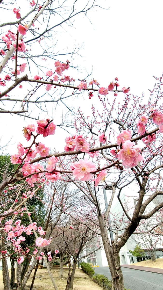 tamabi_kikaku's tweet photo. 本日は令和6（2024）年度 学位授与式です！
卒業生のみなさまはお気をつけてお越しください。

#tamabi https://t.co/sMCCHbEFYS