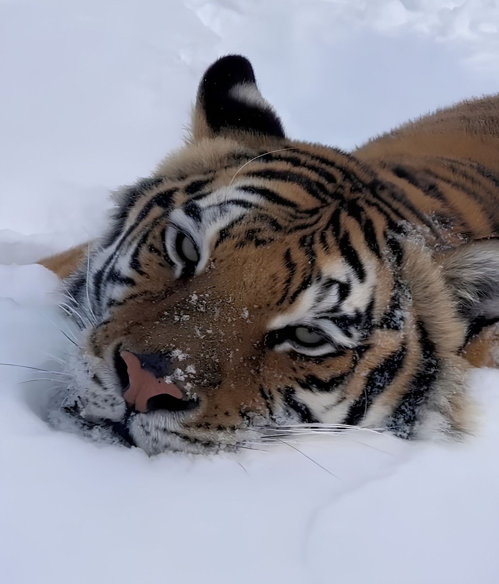 ARTIFAXING (@pedestrian) on Twitter photo 