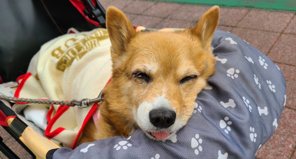 チロル様♡ありがとうございます♡ 3点セット】J CORE Bunny ブラック [チロルちゃん着用] vcsbn