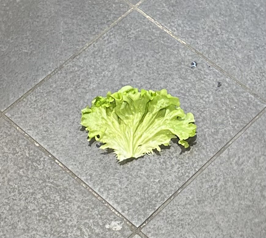 Alonein43672278's tweet image. #photography #floor #lettuce #leaf