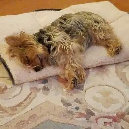 Dog Lovers tweet media