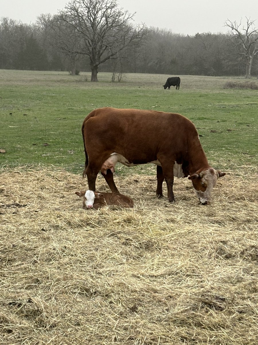 02JDOG's tweet image. Beef @TheDailyCowman @CattleParker