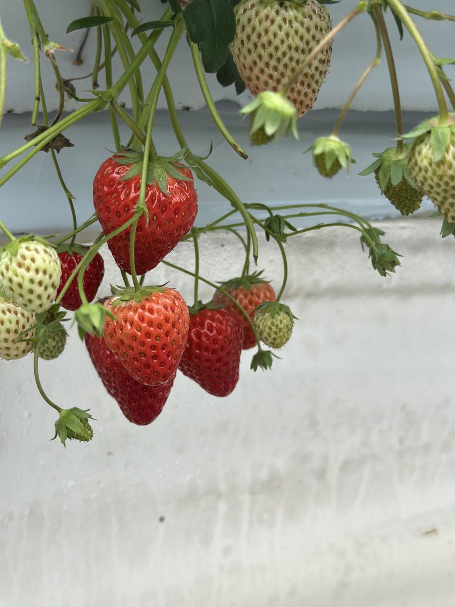 rub_it's tweet image. いちご狩り来た！！！！！
あまえくぼが美味しい！
66個くらいしか食べれんかったよ…
時間があったらまた食べれたのに！！！！！
もう一回行くか…？