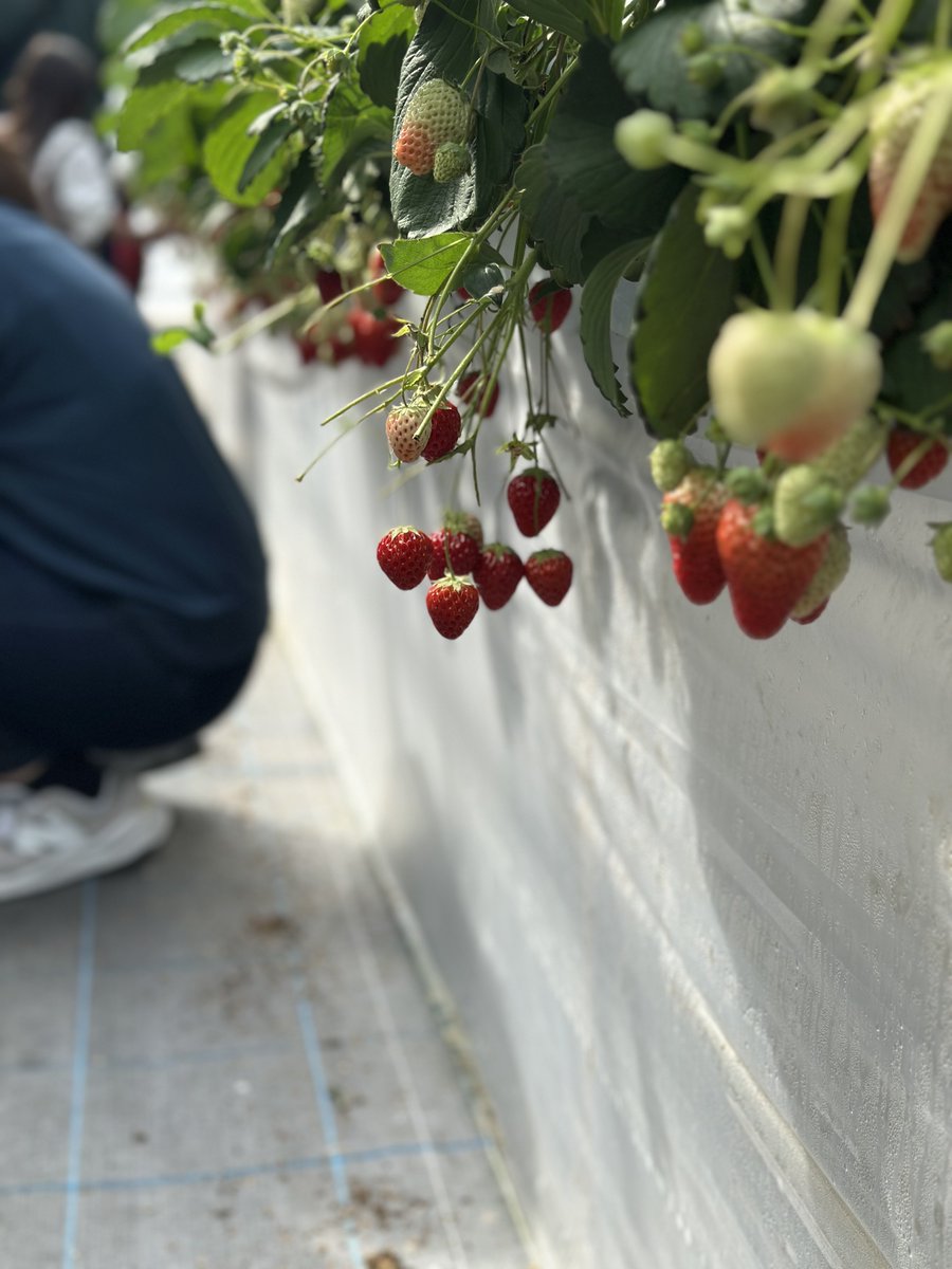 rub_it's tweet image. いちご狩り来た！！！！！
あまえくぼが美味しい！
66個くらいしか食べれんかったよ…
時間があったらまた食べれたのに！！！！！
もう一回行くか…？