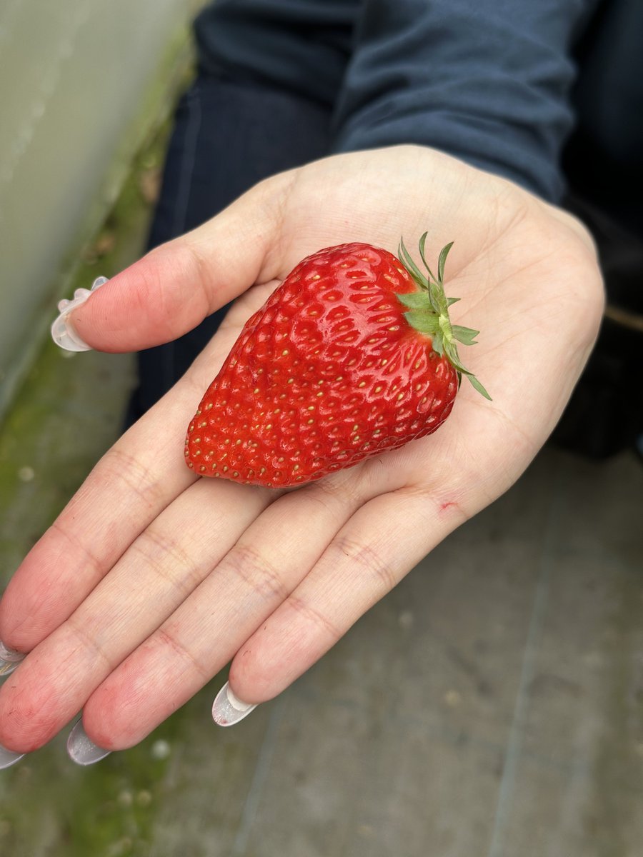 rub_it's tweet image. いちご狩り来た！！！！！
あまえくぼが美味しい！
66個くらいしか食べれんかったよ…
時間があったらまた食べれたのに！！！！！
もう一回行くか…？