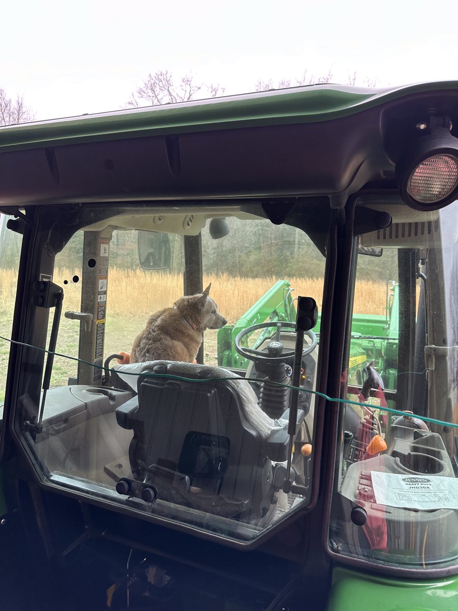 sawalt65's tweet photo. Bubba has his own jump seat in the tractor. He helped with the bush hogging today. #redheeler #heelersofx #ACD https://t.co/HW0wdJRh4V