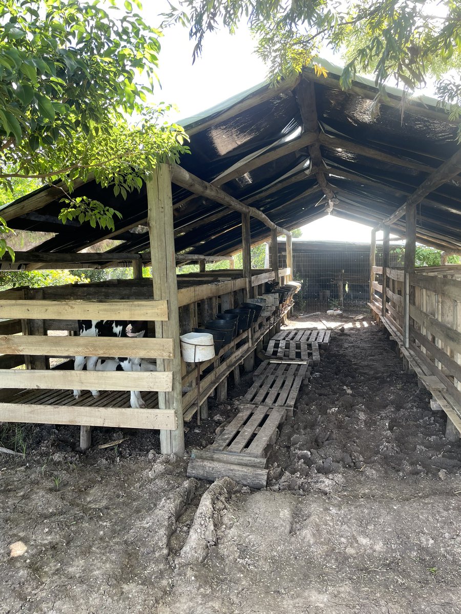 frangolaw's tweet photo. Palos al cielo auguran otro galpón para las vacas. Disfrutando un buen cepillado. Lo importante es la funcionalidad, no el lujo. Excelente confort para las vacas secas, asegurando condición corporal al ingreso a preparto.   @agrifirmuy @ariosrod @MinuttiGero @Sebafrade https://t.co/buR06fLnby