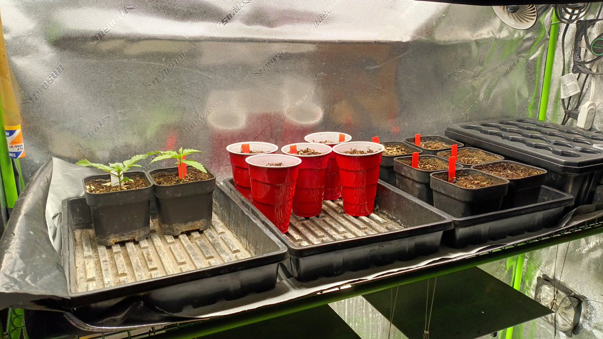 OGxPhatty's tweet photo. Thinned out propagation and moved most. Kept a couple slow growers. Deep Fried Mac and my White Widow cross. 4 way is now in the Mom's spot for cuttings. LFG! @Genetics101va DFM/4way https://t.co/dBd3UPIPsK
