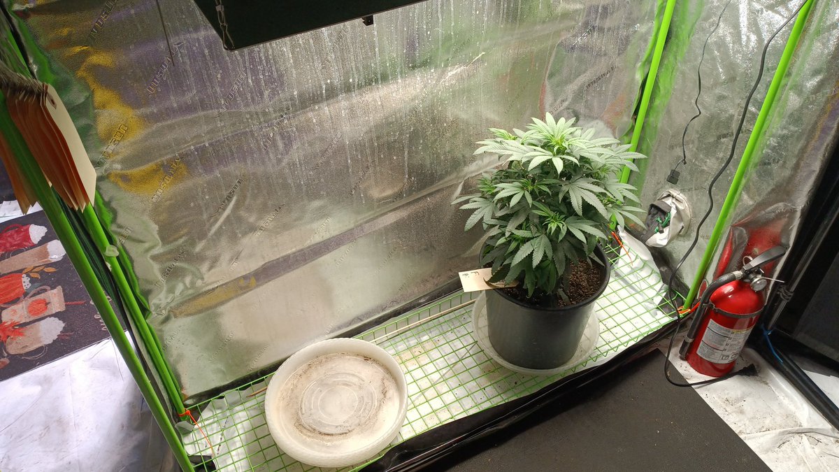 OGxPhatty's tweet photo. Thinned out propagation and moved most. Kept a couple slow growers. Deep Fried Mac and my White Widow cross. 4 way is now in the Mom's spot for cuttings. LFG! @Genetics101va DFM/4way https://t.co/dBd3UPIPsK