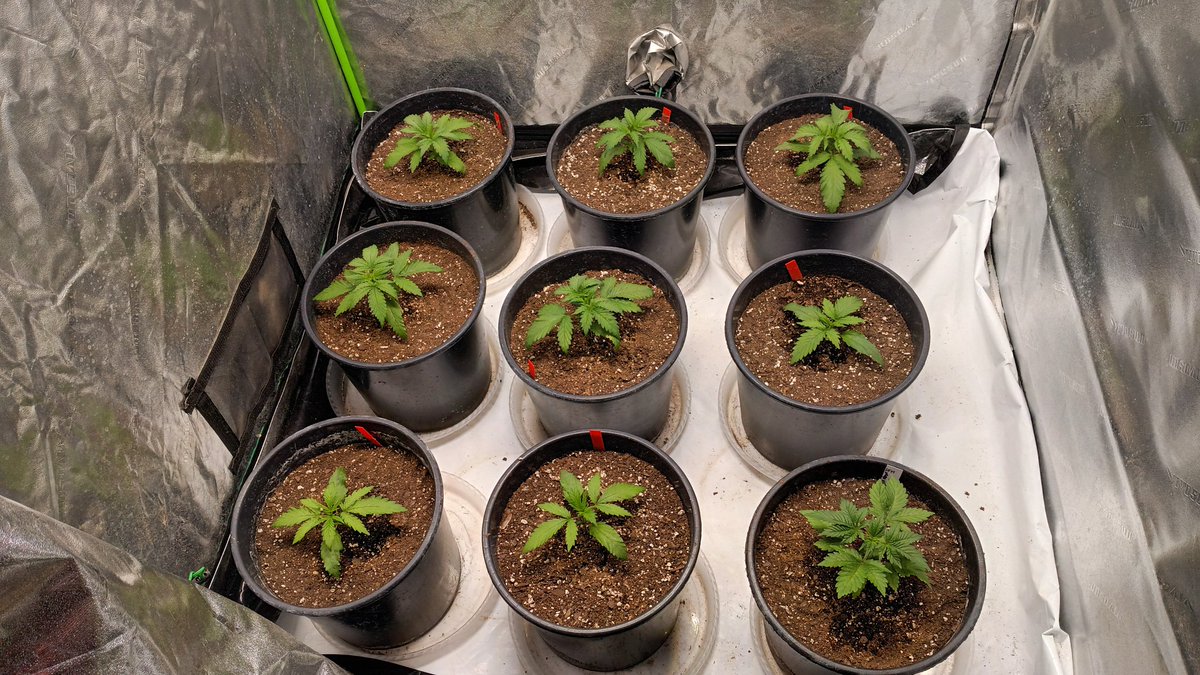 OGxPhatty's tweet photo. Thinned out propagation and moved most. Kept a couple slow growers. Deep Fried Mac and my White Widow cross. 4 way is now in the Mom's spot for cuttings. LFG! @Genetics101va DFM/4way https://t.co/dBd3UPIPsK