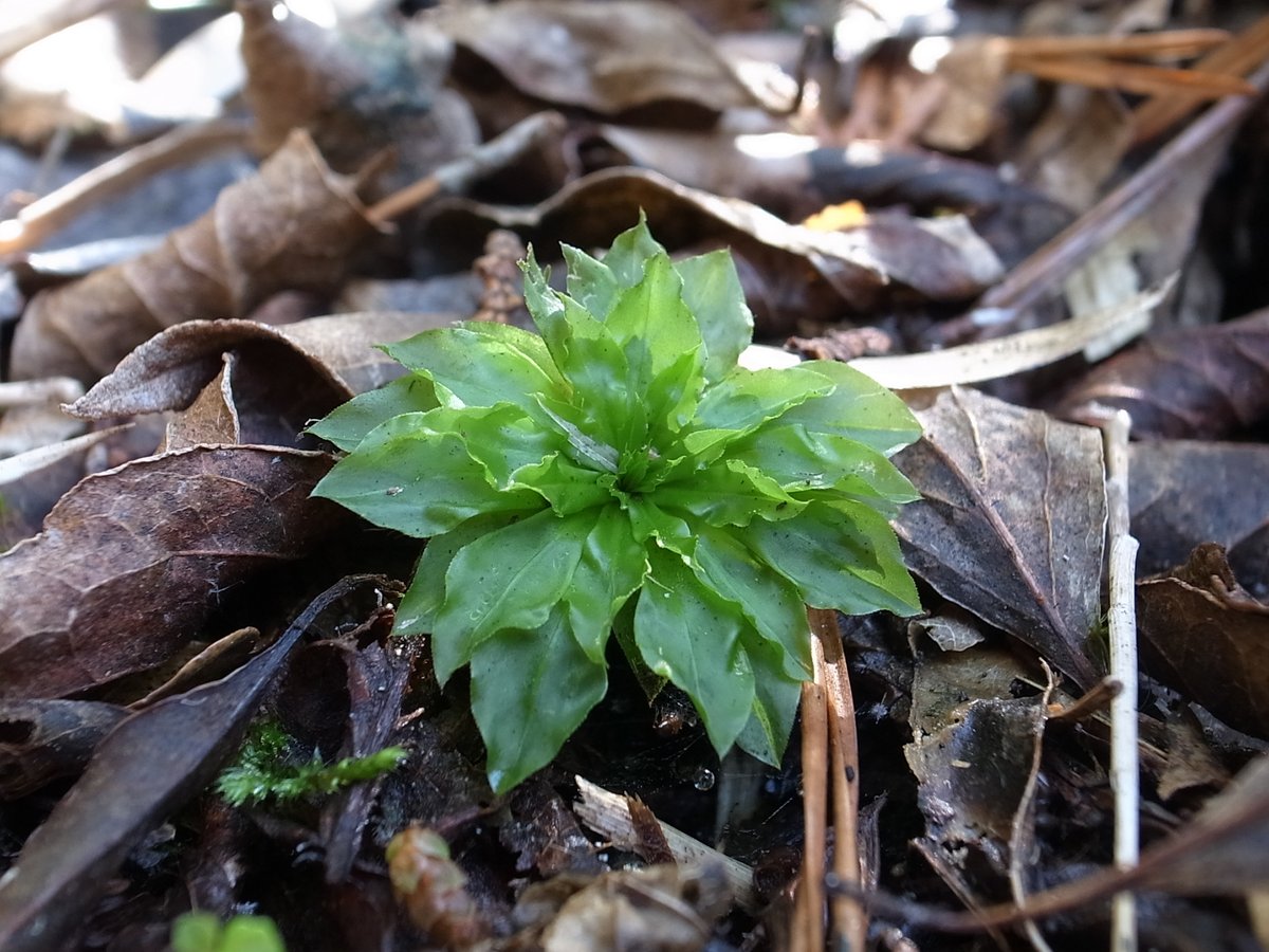 Lichen & Moss tweet media