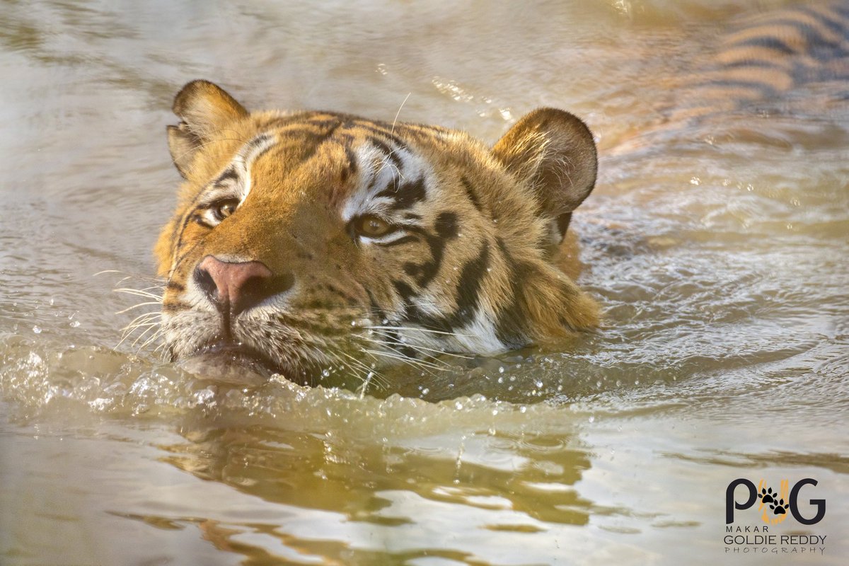 Pug'makar goldie Reddy tweet media