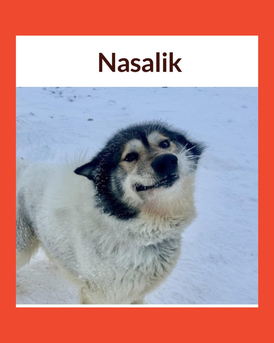 Veterinarians Without Borders tweet media