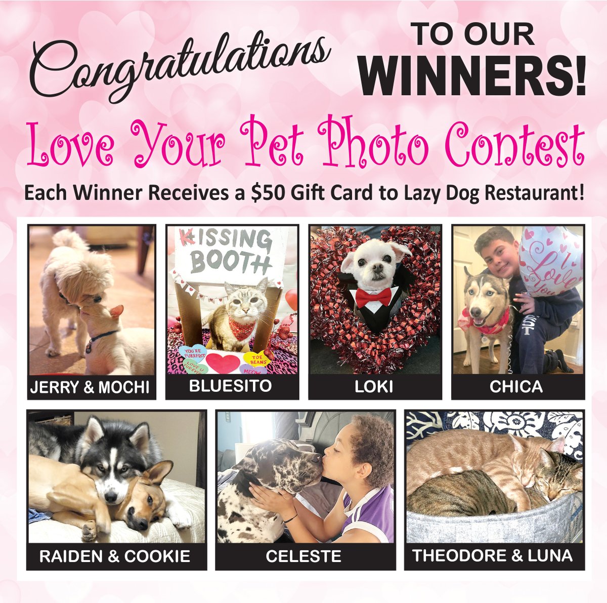 Las Vegas Pet Scene tweet media