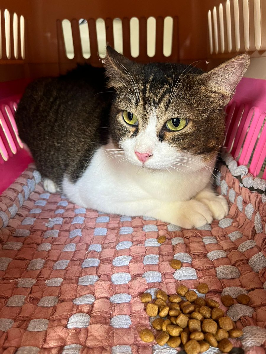 schangbinx's tweet photo. Thanks everyone yg help me to rehome kiko 🥹🥰

Waktu angkat dia jenuh gak. Sebab dia makin berat 🤣

Moga urusan bibik baru dipermudahkan utk jaga new majikan comel gebu gabas ni ❤️ https://t.co/E3daPAKFi2