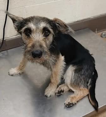 Missy #249599 arrived in Apple Valley CA with a broken leg. Her notes state she "came in with unspecified injuries" meaning AVAS has done nothing to make her feel more comfortable. Three years old and in a world of pain, she now faces the AVAS monsters. She has some rescue